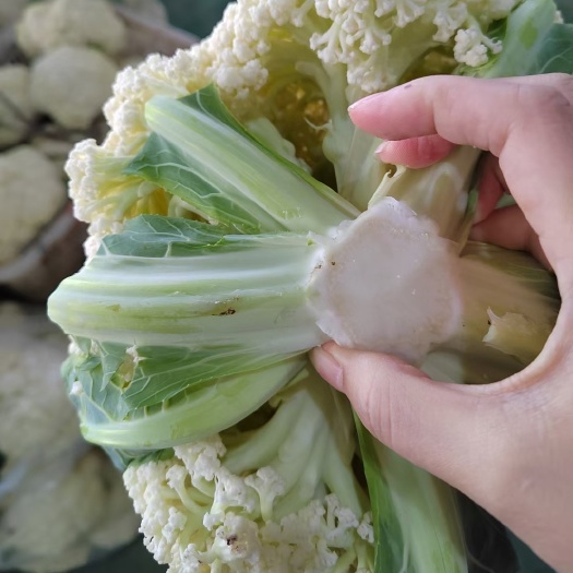 自贡散花