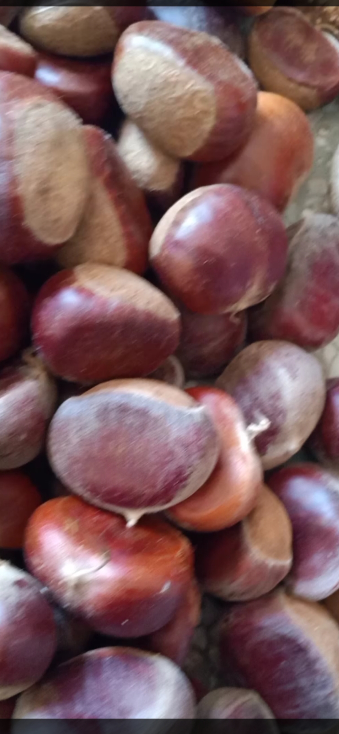 虎子的茯苓農(nóng)產(chǎn)品