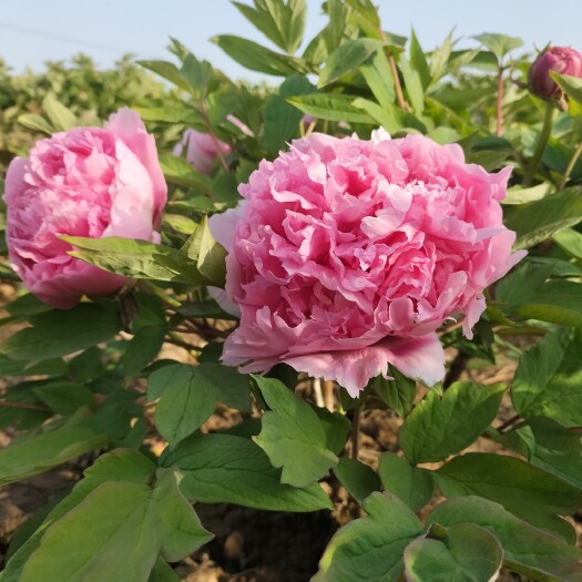 菏泽观赏牡丹牡丹苗，重瓣大花牡丹