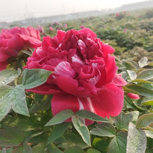菏泽观赏牡丹苗，牡丹，