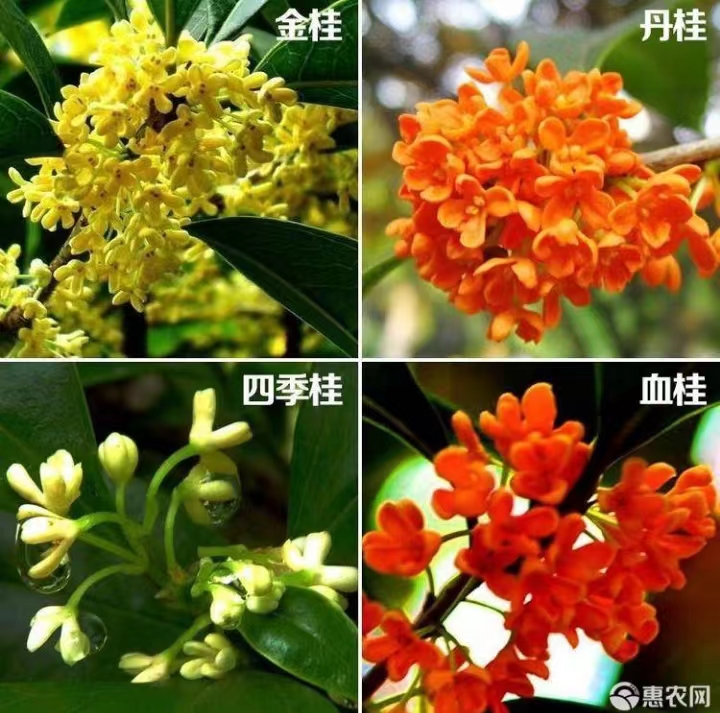 咸寧市咸安區(qū)宏順苗木有限公司