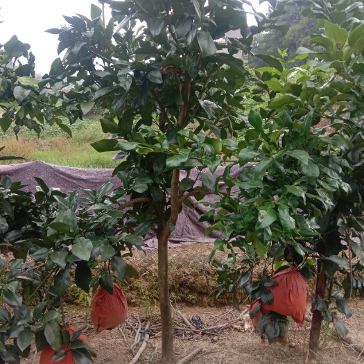 上饶江西上饶广丰区大南原种红心马家柚苗基地周植水农场（包邮）