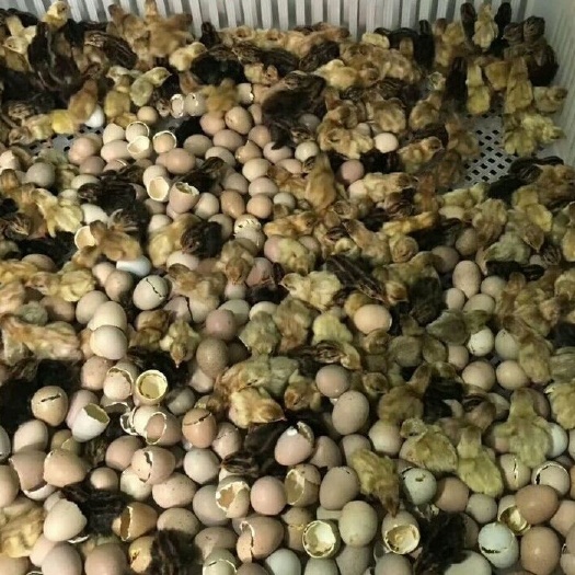 嘉兴芦丁鸡