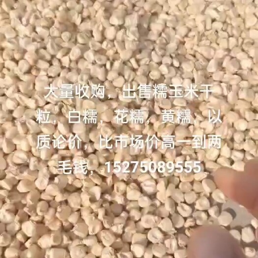 静乐县糯玉米干粒，干棒