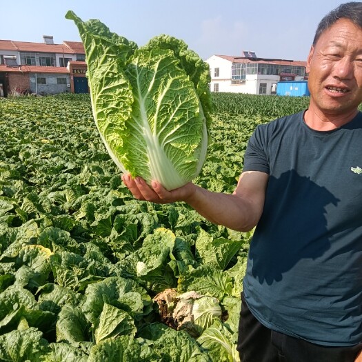 长治秋季大白菜