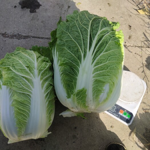 梨树县东北黄心大白菜