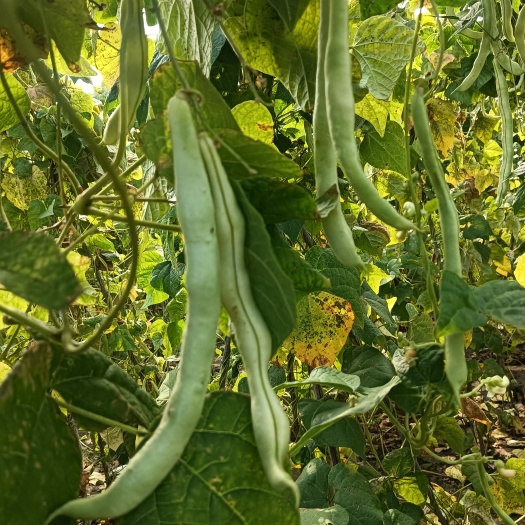 包头白豆角