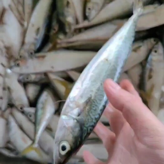 连云港小台鲅，自家船队！质量保证！货源充足！欢迎老板们洽谈合作！