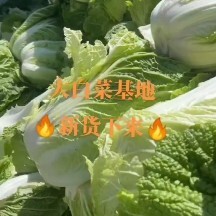 武威黄心大白菜