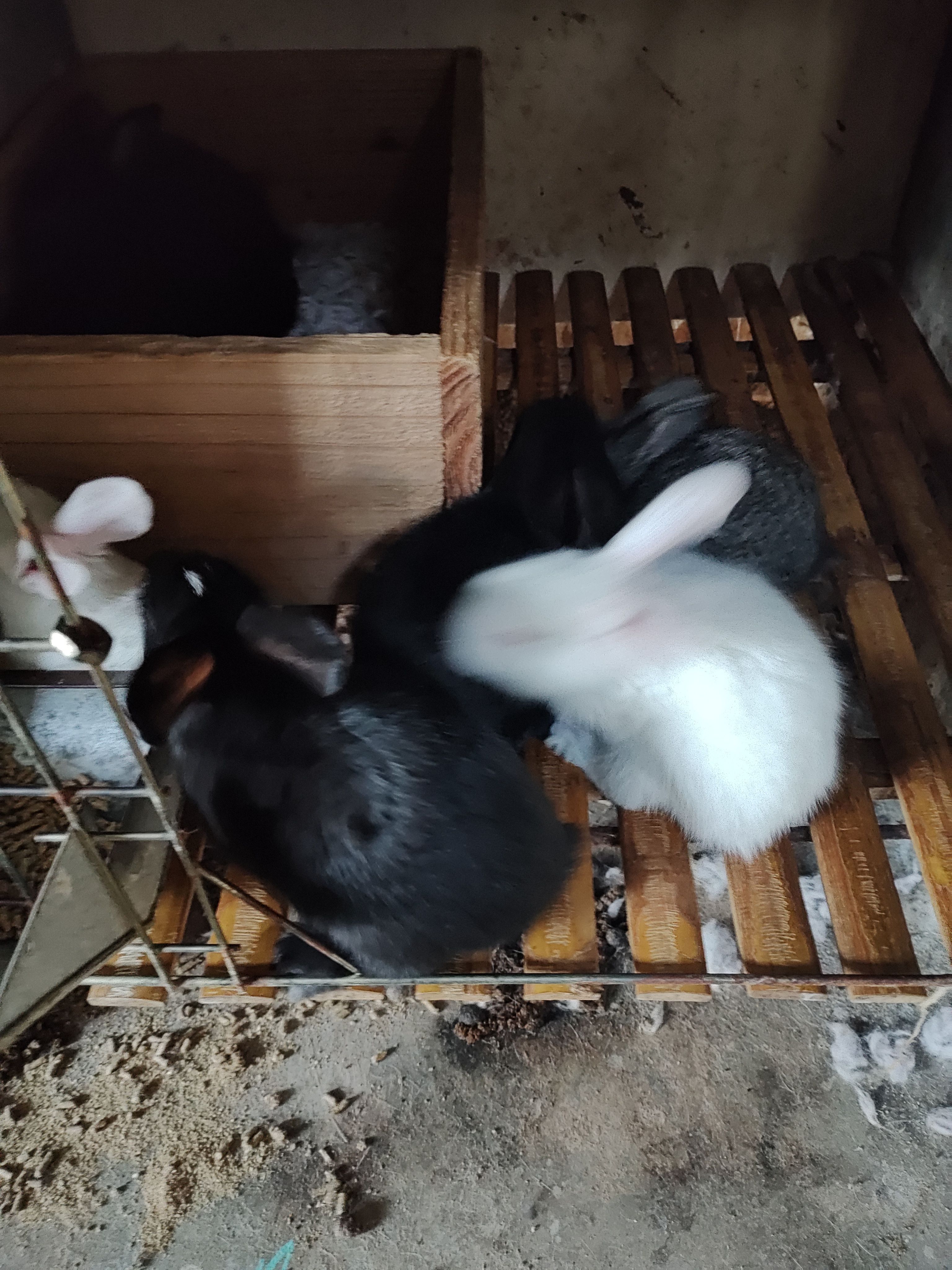 伊拉兔，又名八点黑，断奶兔，商品兔，种兔，长势快，抗病率强