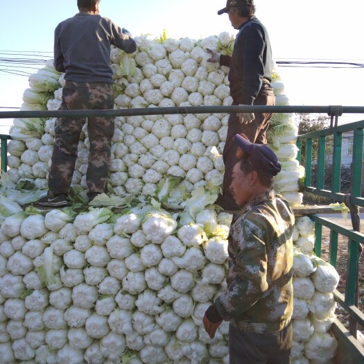 凌海市凌海大量白菜6月底上市了