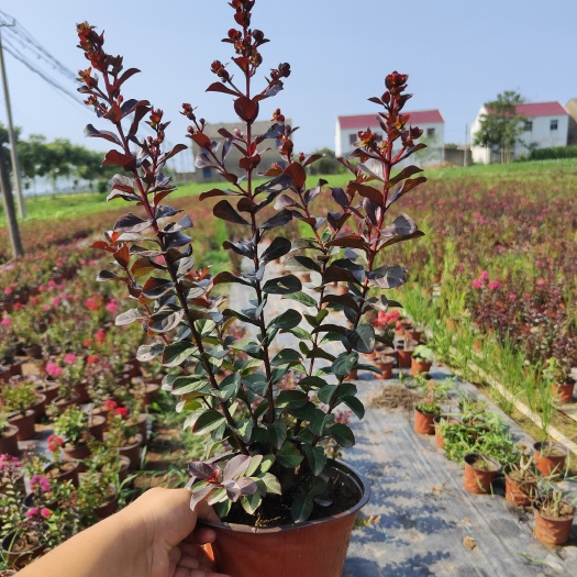 灌云县天鹅绒紫薇红叶紫薇容器苗大杯苗