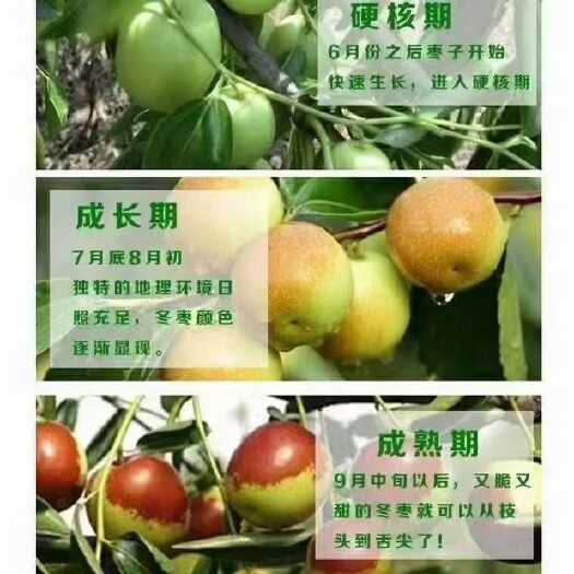 黄骅市黄骅特产鲜冬枣代办，零售