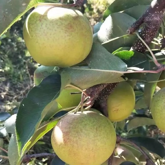 汪清县东北特产苹果梨，皮薄汁多，保鲜冷冻都可以吃