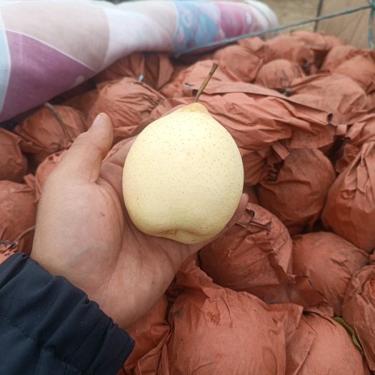 泊头市泊头水晶鸭梨汁多味甜大量有货