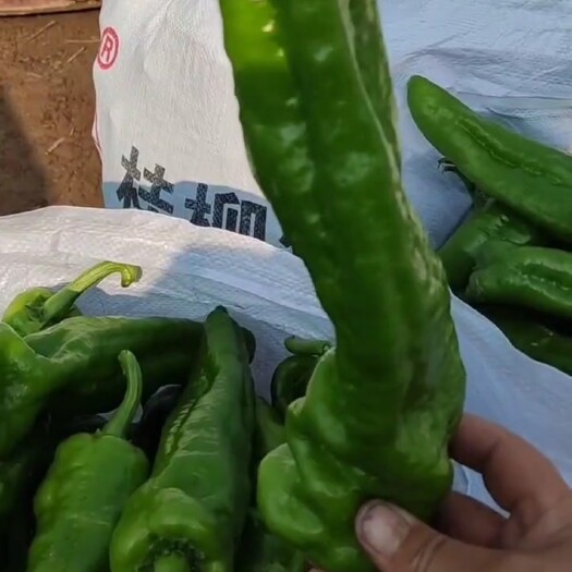 夏邑县鲜辣椒，整车批发，量大从优