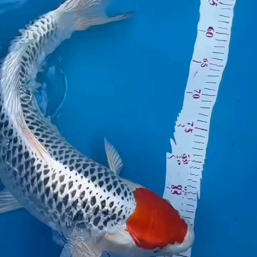 东莞市锦鲤观赏鱼水族馆