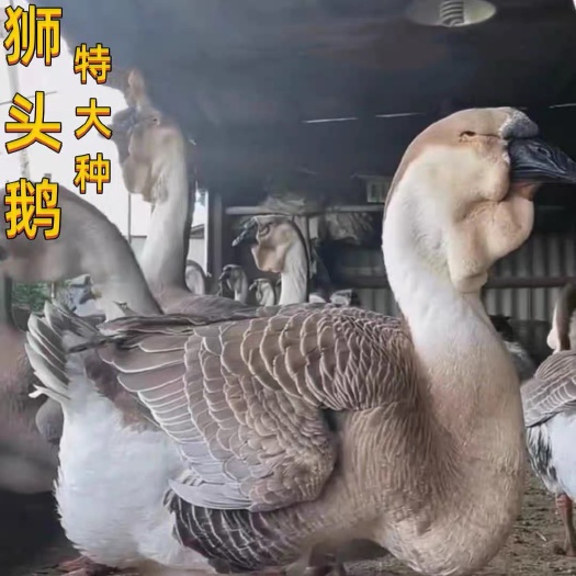 纯种狮头鹅特大种活苗特大幼苗狮子头大鹅活苗大头鹅正宗狮头鹅苗