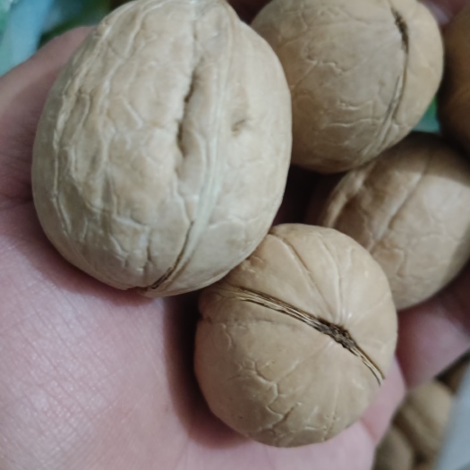 新郑市新疆核桃