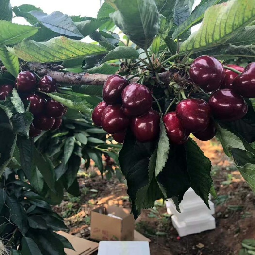济南早熟樱桃品种有 蜜露 红灯 火箭 齐早樱桃苗 吉塞拉6号砧木