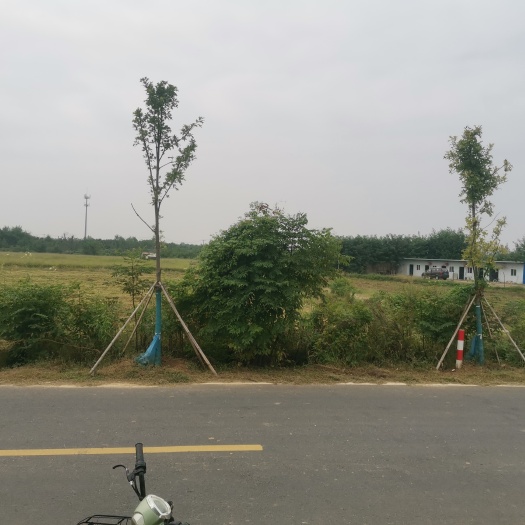 孝感孝感市孝南区45亩沙壤土地出租，有住房，水电道路全通。