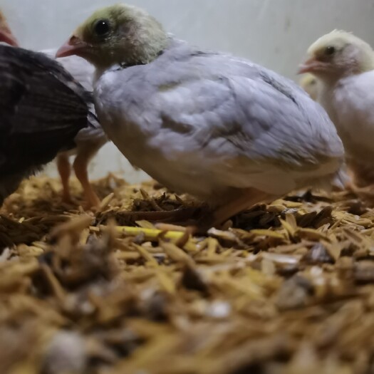 上饶芦丁鸡种蛋包80%受精率优惠出