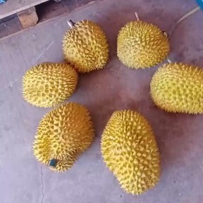 北京金枕榴莲