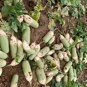 忻州万亩萝卜种植基地