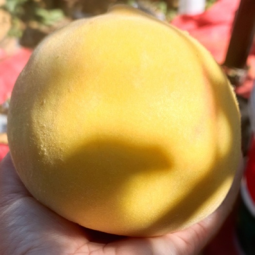 临漳县黄金蜜桃