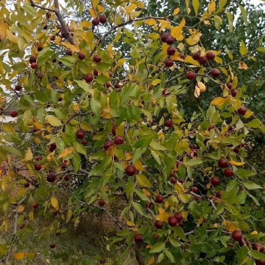 绛县晋酸3号药用双仁酸枣苗山枣苗南北方种植盆栽地栽当年结果树