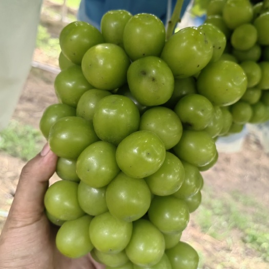 延津县阳光玫瑰青提