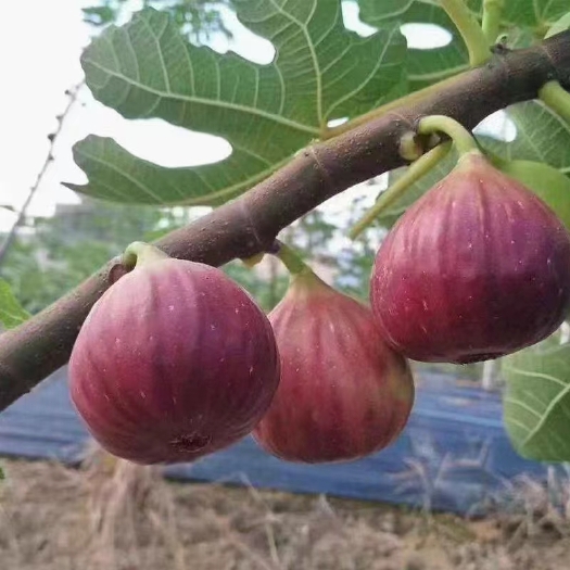 武宁县农家无花果