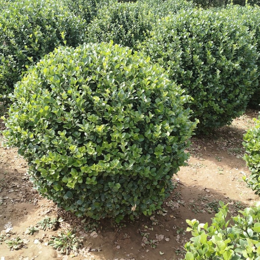 博野县黄杨球