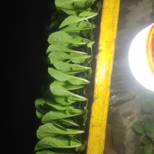 陆良县大娃娃菜苗，菜形好，心黄抗病毒0.5