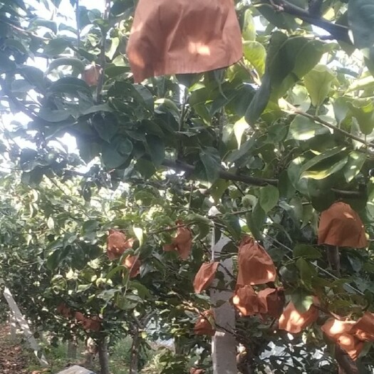 莱西市秋月梨