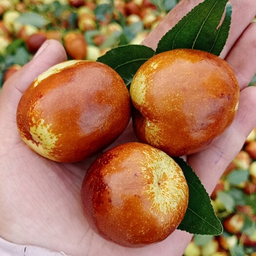 昌邑市可以蒸着吃的富硒大梨枣，货源充足，产地直发，价格不高！