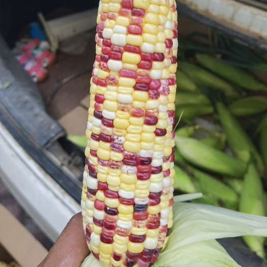 濱州五彩花甜糯玉米