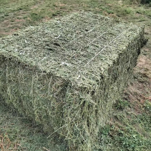 齐齐哈尔苜蓿大方，水份安全。