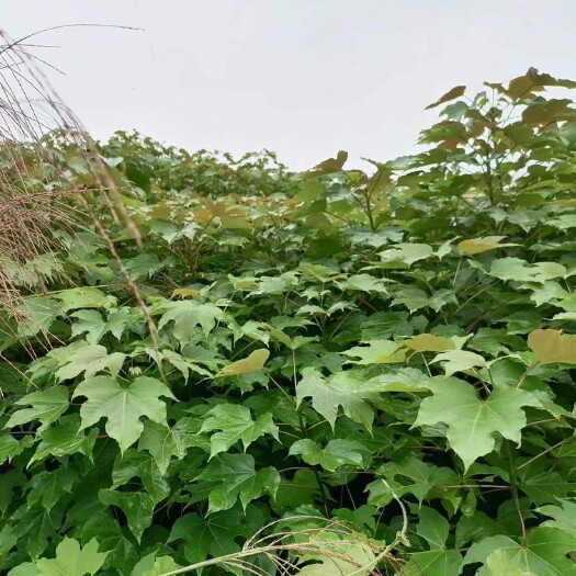 千年桐树苗批发基地，买油桐苗请选择重庆俊尧专业油桐培育公司