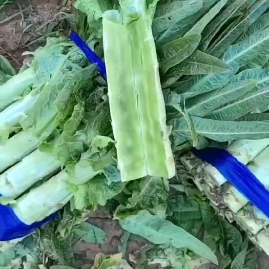 郯城县莴笋