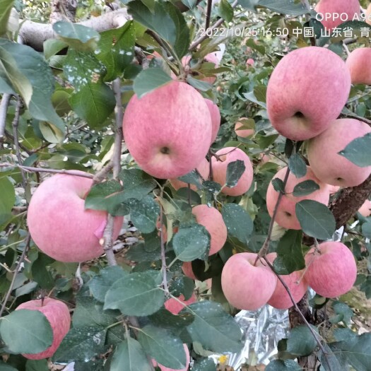 山东省平度 红富士苹果，马上上市