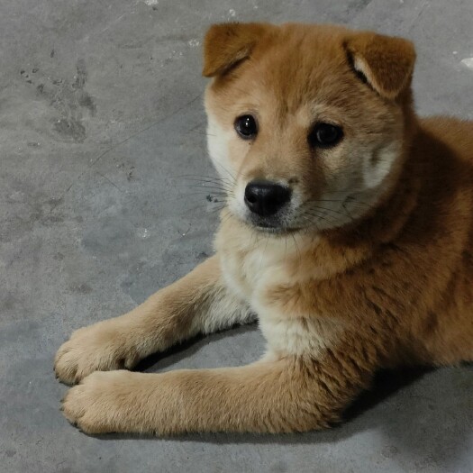 北海广西田园犬土狗苗活体幼崽土大体型可涨四五十斤大骨架欢迎预定
