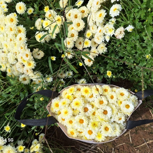 濮阳县菊花