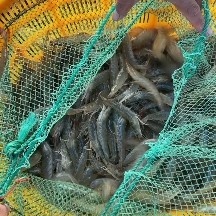 南美白对虾