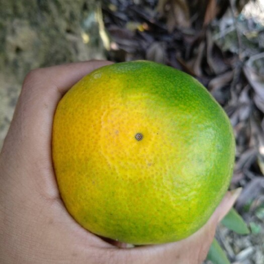 资兴市湖南资兴东江湖蜜橘