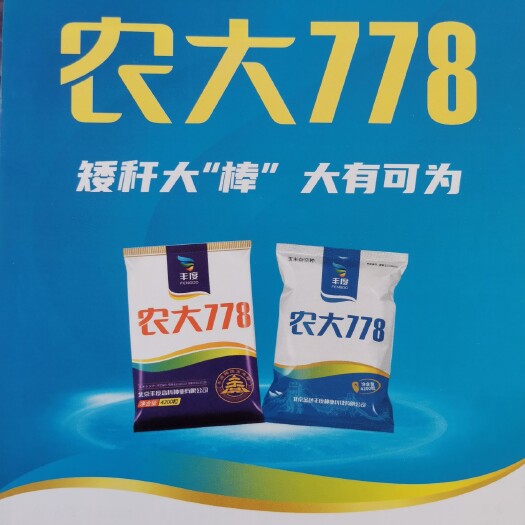 承德县农大778，矮杆大棒，大有可为，株高矮，穗位低，抗旱抗倒伏