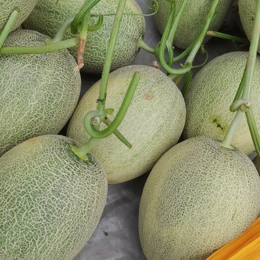 兰考县金海蜜