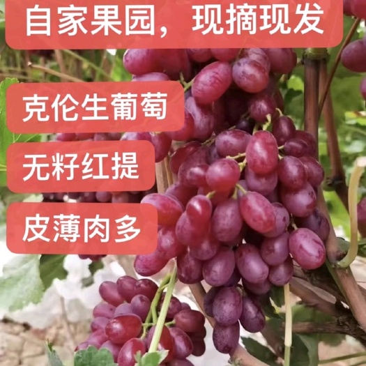 永济市克伦生香甜可口皮薄肉厚无籽红提葡萄真空袋装营养高