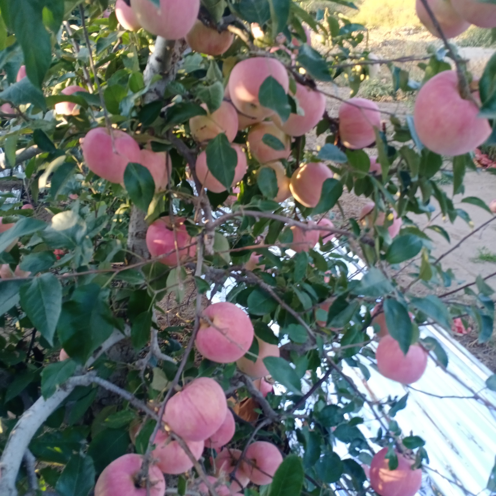 寒富苹果  个头大 颜色通红 口感甜脆