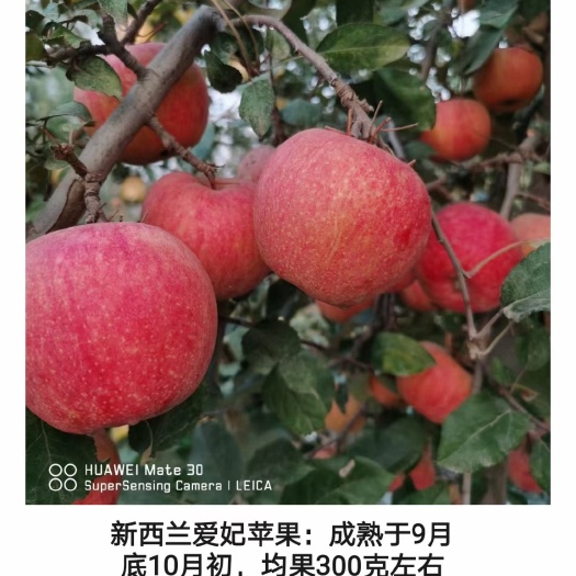 济南爱妃苹果苗 矮化新品种矮化新西兰爱妃苹果苗批发